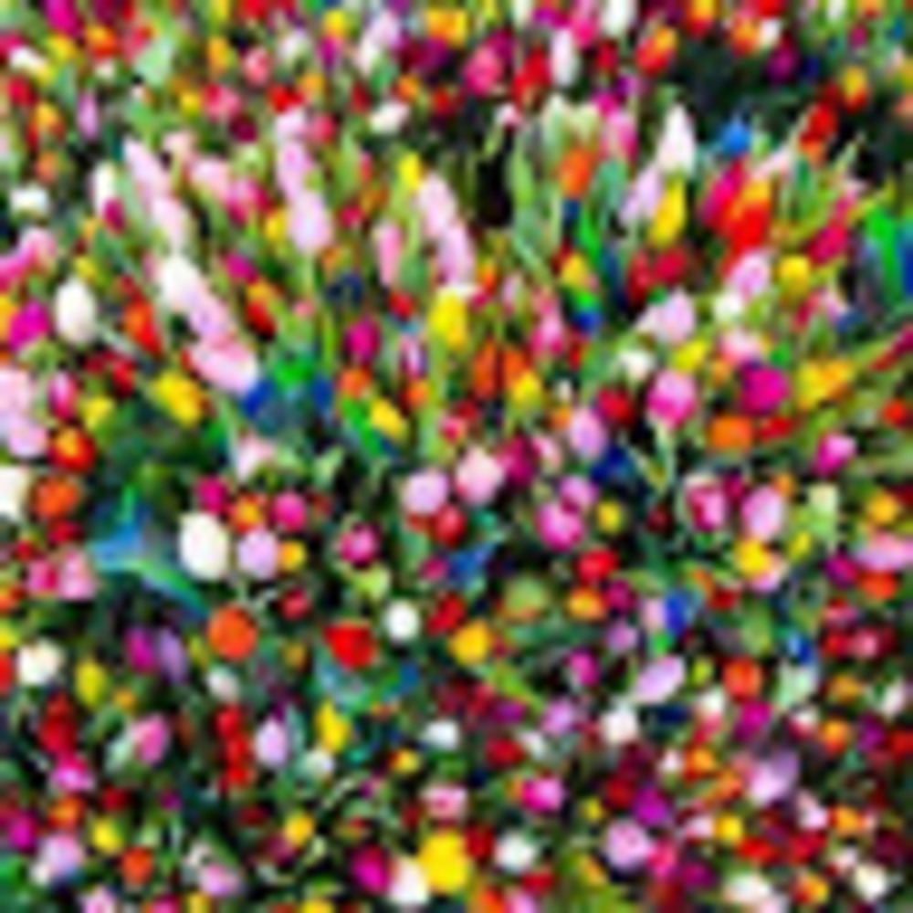 Meet your Posher, Allyson